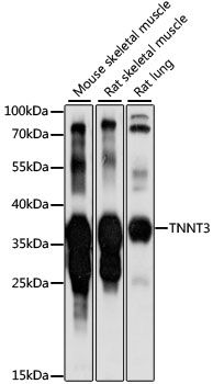 TNNT3 antibody