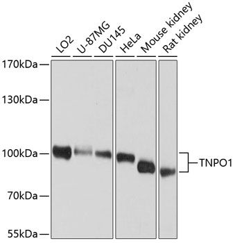 TNPO1 antibody