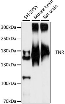 TNR antibody