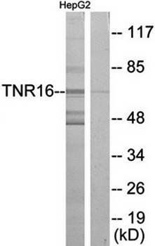 TNR16 antibody