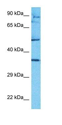TNR8 antibody