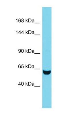 Tns3 antibody