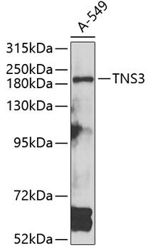 TNS3 antibody