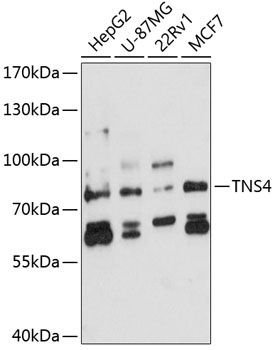 TNS4 antibody