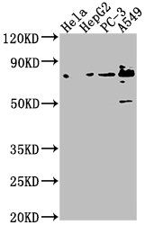 TNS4 antibody