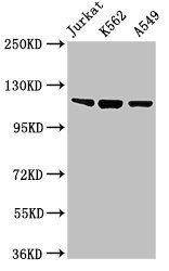 Tlr7 Antibody