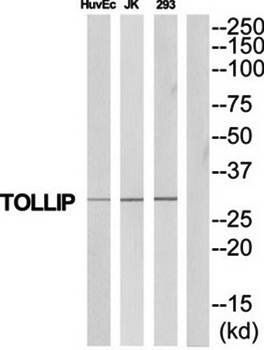 TOLLIP antibody