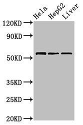 TOM1 antibody