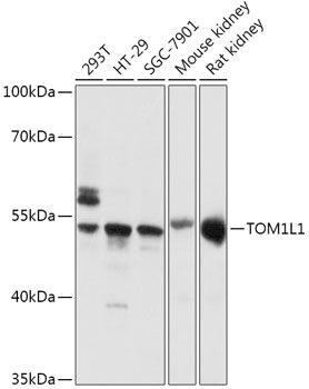 TOM1L1 antibody