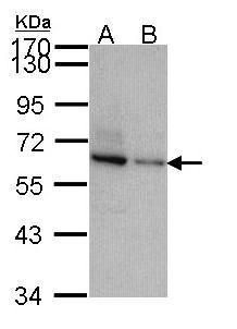 TOM1L2 antibody [C3], C-term