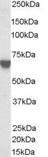 Goat anti-TOM1L2 Antibody