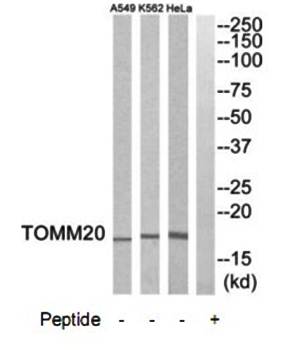 TOMM20 antibody