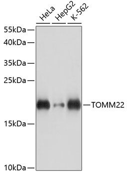 TOMM22 antibody