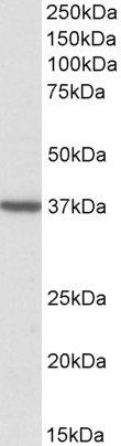 Goat anti-TOMM40 Antibody