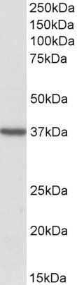 TOMM40 antibody