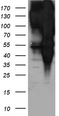 TOMM40L antibody