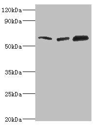 TOMM70A antibody