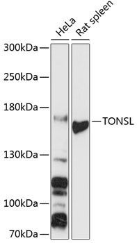 TONSL antibody