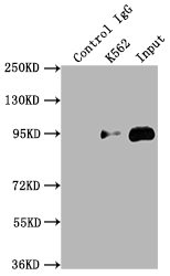 TOP1 antibody