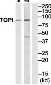 TOP1 antibody