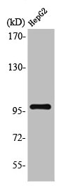 TOP3B antibody