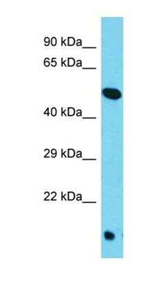 TOR4A antibody