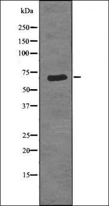 Torc1/Crtc1 (Phospho-Ser151) antibody