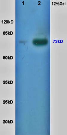 Torc2 (phospho-Ser171) antibody