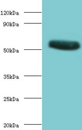 Torpedo californica Acetylcholine R subunit alpha antibody