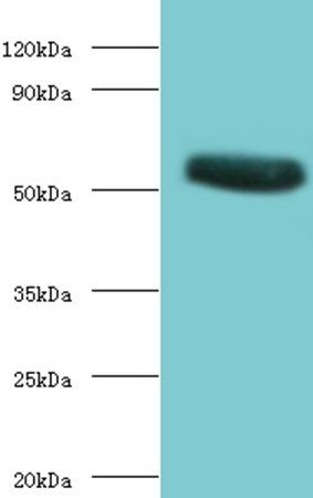 CHRNA1 Antibody