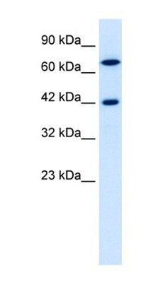 TOX2 antibody