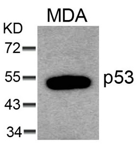 TP53 (Ab-6) antibody