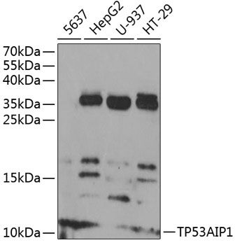 TP53AIP1 antibody
