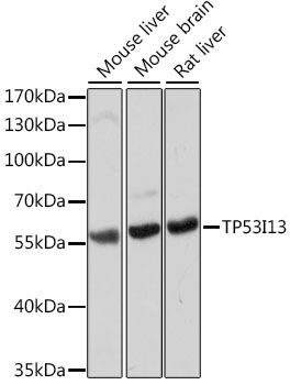 TP53I13 antibody