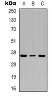 TP53I3 antibody