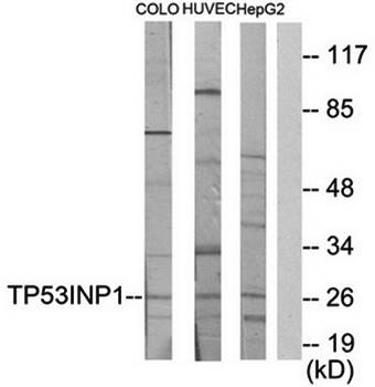 TP53INP1 antibody