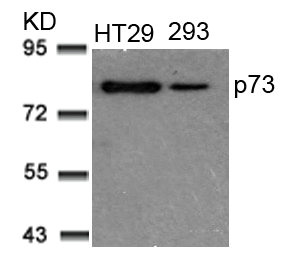 TP73 (Ab-99) antibody