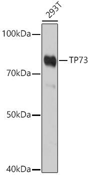 TP73 antibody
