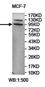 TPCN2 antibody