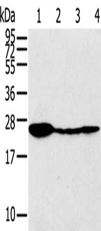 TPD52 antibody