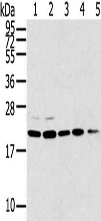 TPD52L1 antibody