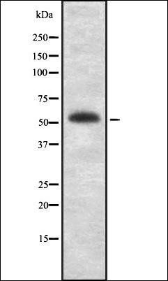 TPH2 antibody