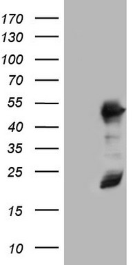 Tpit (TBX19) antibody