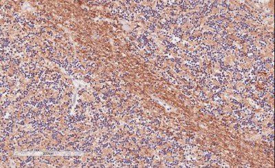 Goat anti-TPPP/p25 Antibody