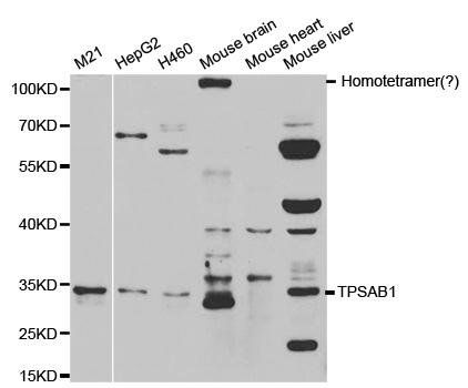TPSAB1 antibody