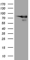 TPSG1 antibody