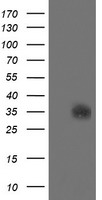 TPSG1 Antibody