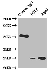 TPT1 Recombinant Monoclonal Antibody