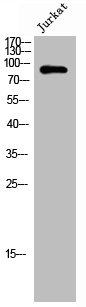 TPX2 Antibody