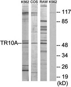 TR10A antibody